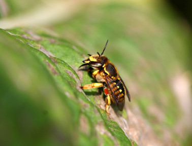 Bees Using Plastic in Hives