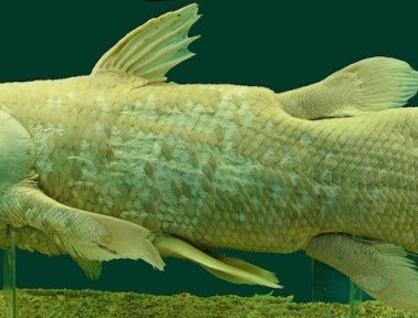Fossil Fish