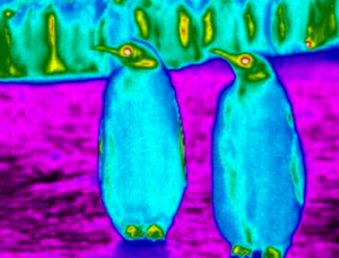 Frost on Cars Helps Explain How Emperor Penguins Stay Warm