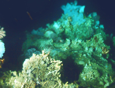Cold Coral Reef