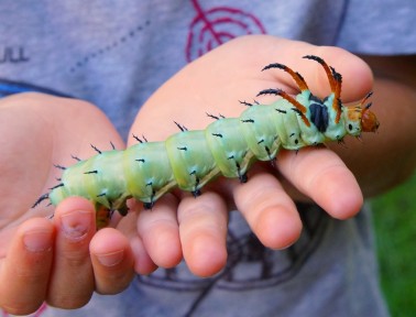 Meet the Hickory Horned Devil