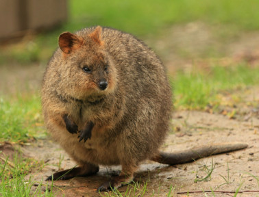 What’s a Quokka?