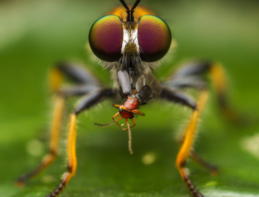 Hooray for Robber Flies