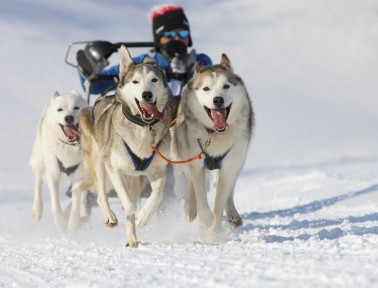 No Sled Dogs Allowed