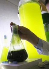 Free Light, Fresh Air: The Promise of French Algae Lamps