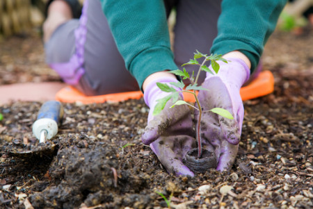 5 Steps to Adding Food Sources to Your Schoolyard Habitat - Kids Discover