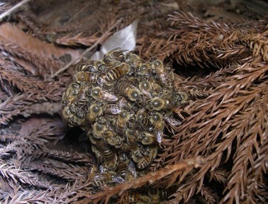 Japanese Honeybees