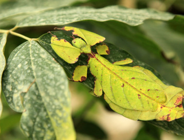 Leaf insects