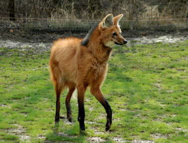 The Maned Wolf