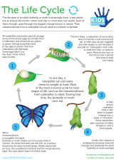 Infographic: The Life Cycle
