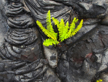 The Resurrection Fern