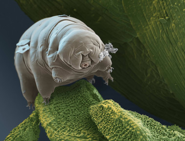 Waterbears Freeze and Survive Space — and Still Look Cute