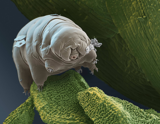 Waterbears Freeze and Survive Space - and Still Look Cute - Kids Discover
