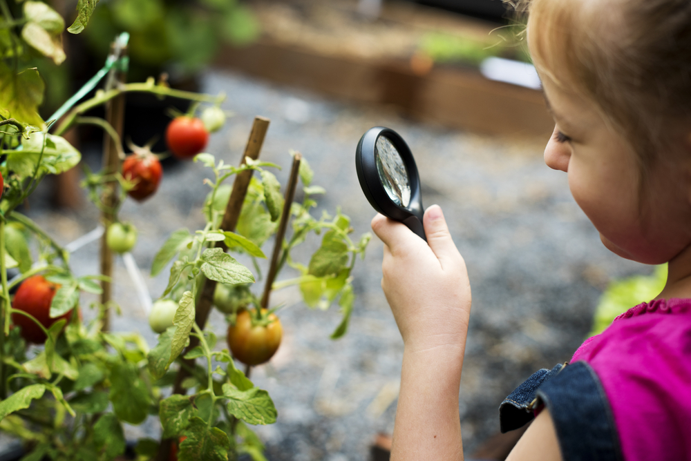 Schoolyard Habitat, Classroom, Lesson Plans, Teacher Tips, Kids Discover