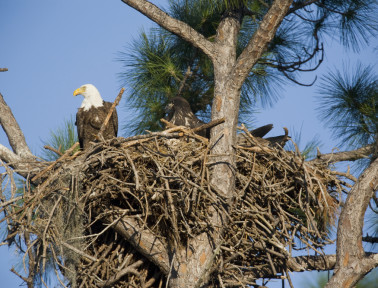 The Very Old Family Nest