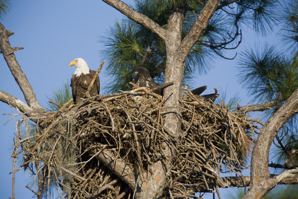 The Very Old Family Nest - Kids Discover