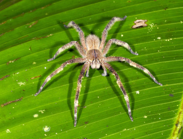 Beware the Banana Spider