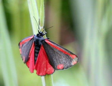 The Cinnabar Moth