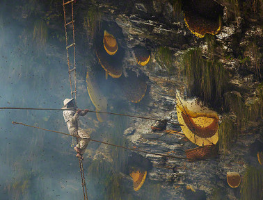 Nepal’s Honey Hunters