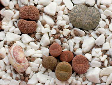Lithops