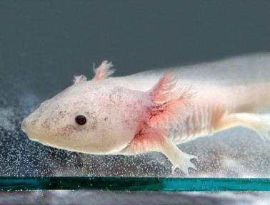 Axolotl’s Arrested Development