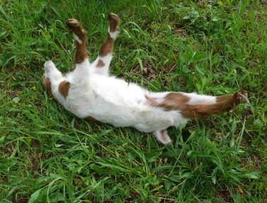 The Fainting Goat!