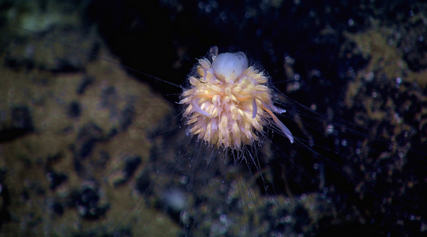 Siphonophores - Kids Discover