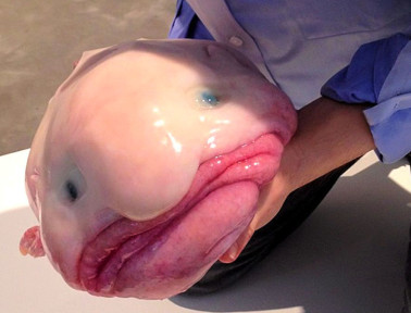 Blobfish