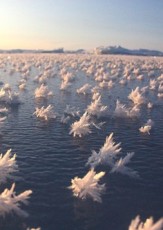 Frost Flowers: A Supercool Ocean Phenomenon