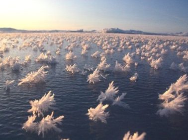 Frost Flowers: A Supercool Ocean Phenomenon