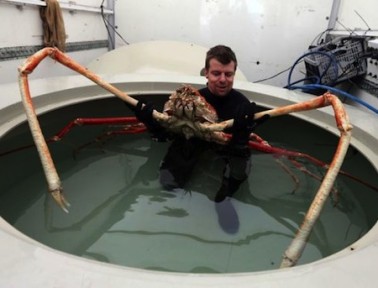 Japanese Spider Crabs: Twelve Feet of Legs