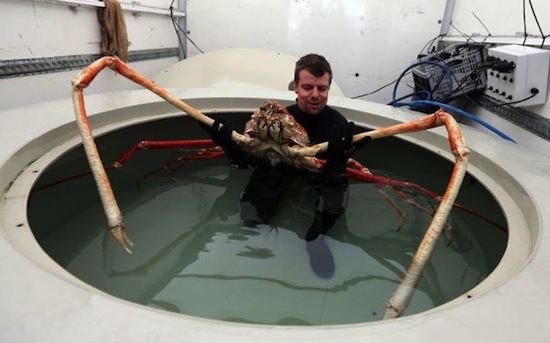japanese giant crab
