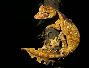 Leaf-tailed Geckos