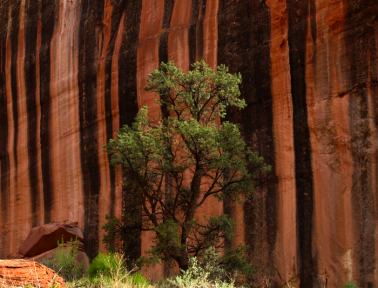 Why Desert Rocks Shine