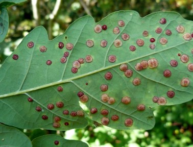 What’s a Gall About?