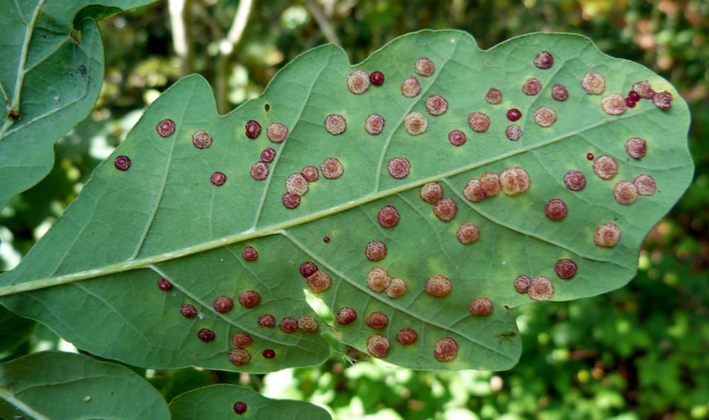 What Is A Gall Plant