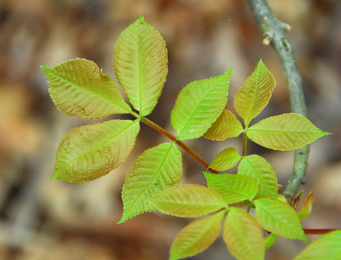 Goats Eat Poison Ivy