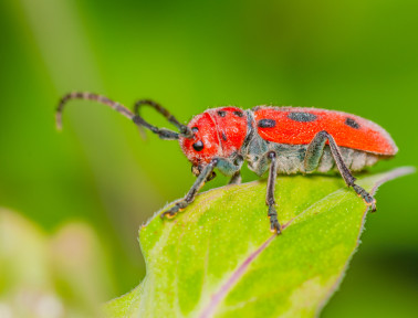 Sound of the Beetles