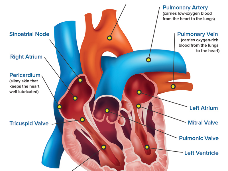 Natural Pacemaker Kids Discover