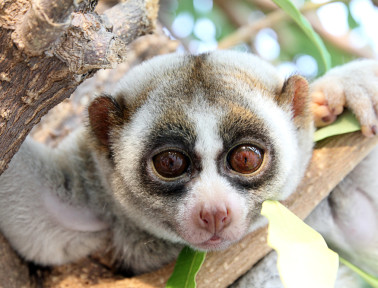 The Slow Loris