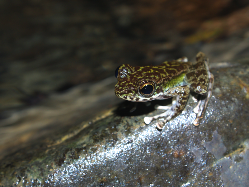 Frogs in the Stream - Kids Discover