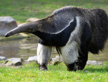 All About Anteaters