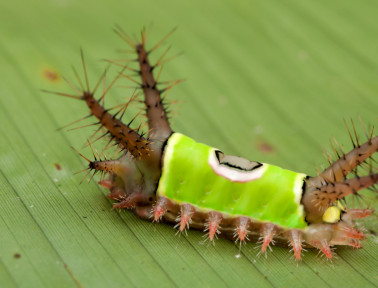 Spiny Caterpillar