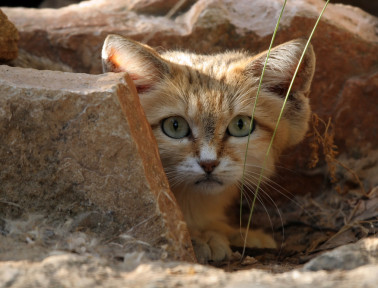 Meet the Sand Cat