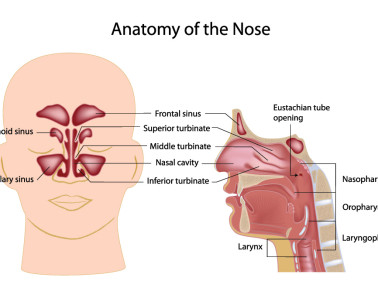 What’s in a Sinus?