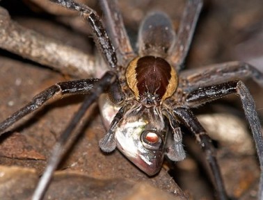 Fish-Eating Spiders