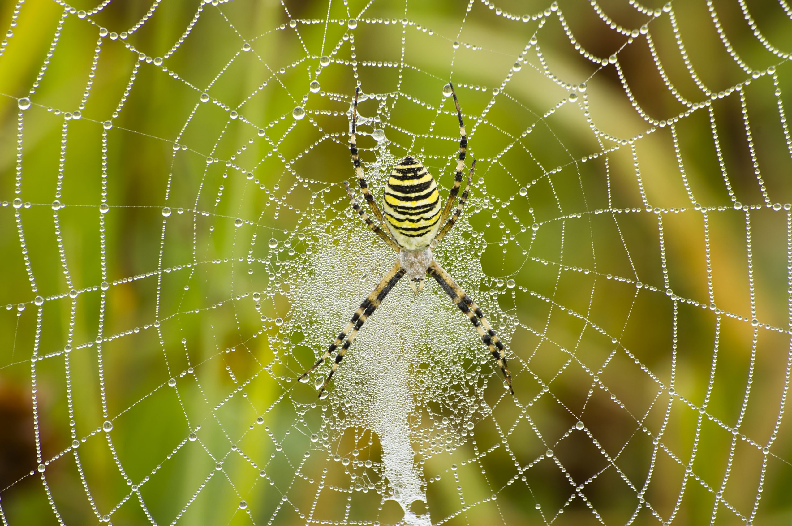 Spiders Invention spider - Kids Discover