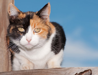 Why Calico Cats Are Female