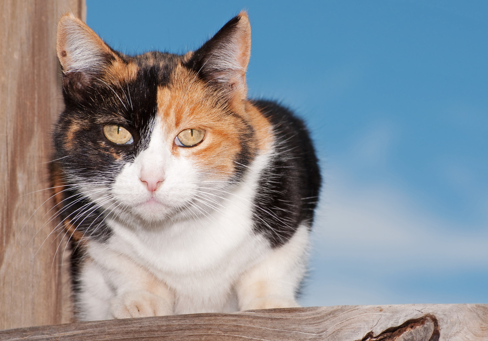 douglas calico cat