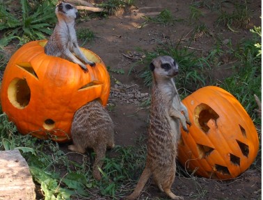 Do Animals Eat Pumpkins?